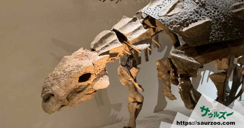 アンキロサウルスの骨格標本