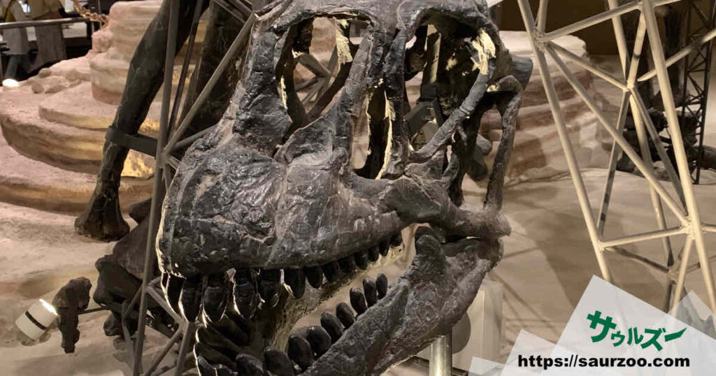 カマラサウルスの骨格標本