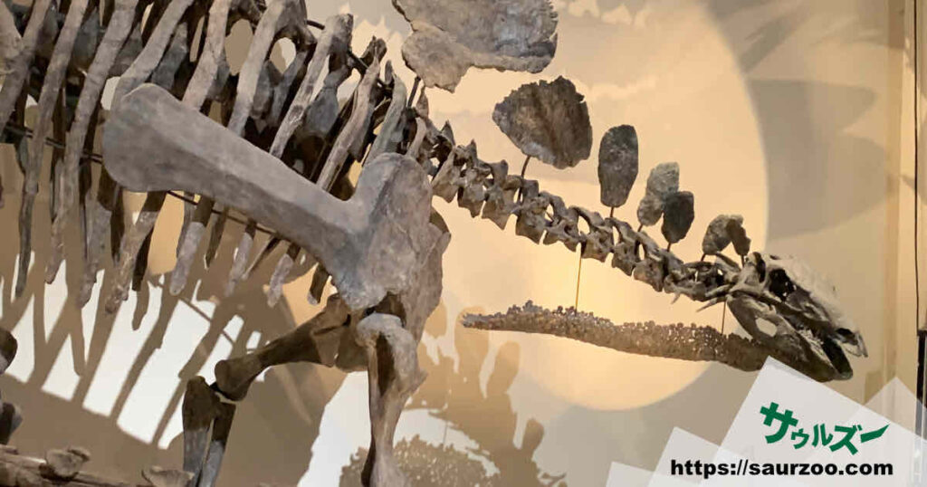 ステゴサウルスの骨格標本