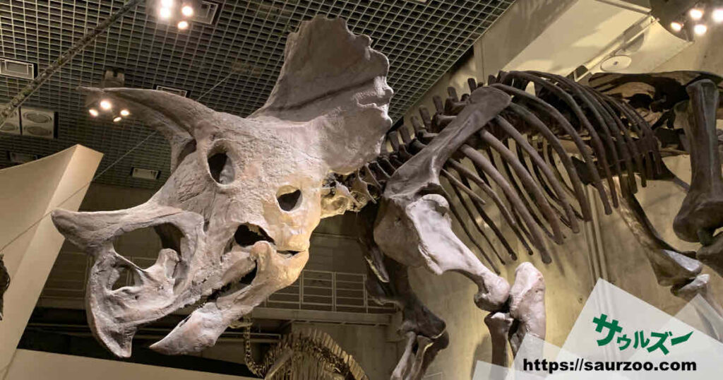 トリケラトプスの骨格標本
