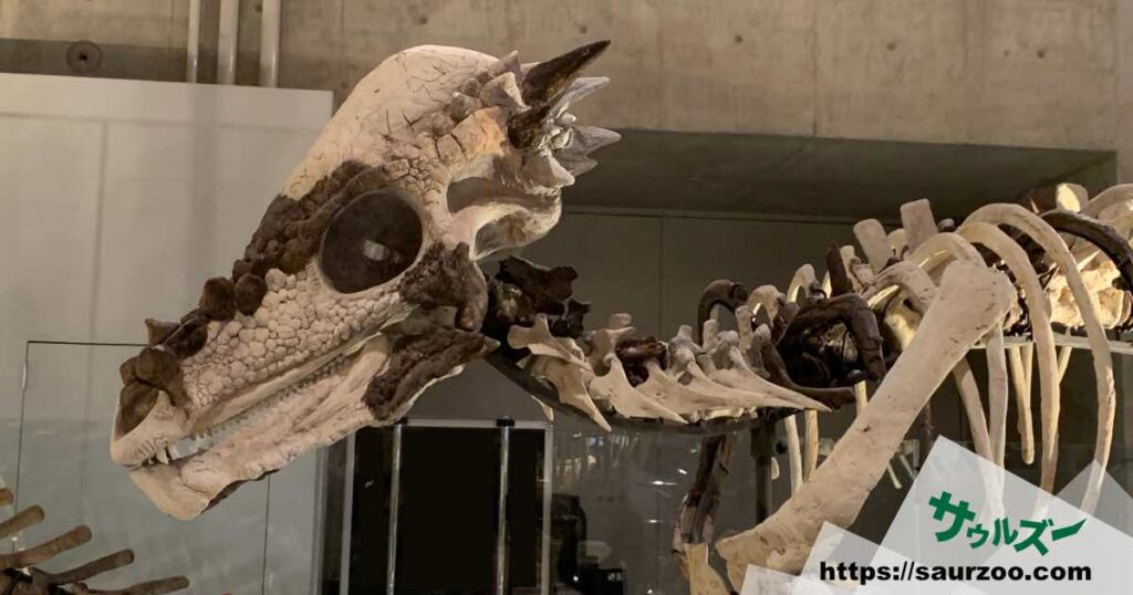 パキケファロサウルスの骨格標本